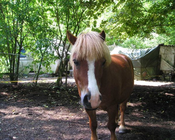 dressage horse Rico (Shetland Pony, 2004, from Flotos)