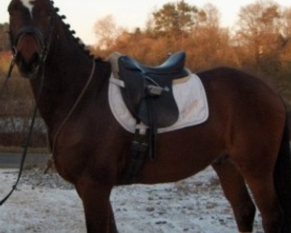 dressage horse Anyhow (KWPN (Royal Dutch Sporthorse), 2005, from Krack C)