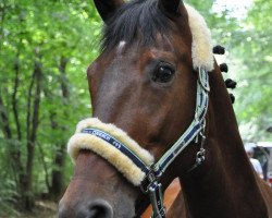 broodmare Lantana (Saxony-Anhaltiner, 1996, from Landfalk)