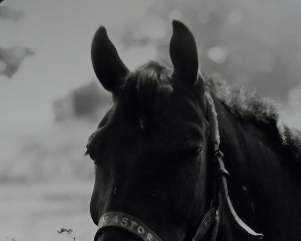 Springpferd Kastor (Mecklenburger, 1983, von Kobold II)