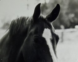 broodmare Tilora (unknown,  , from Tibet)