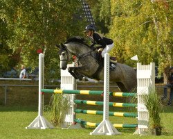 jumper Casandra S 3 (German Sport Horse, 2016, from Cerousi)