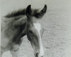 horse Dablin 2 (Noble Warmblood,  , from Distello)