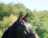 dressage horse Felix de Luxe 9 (Hanoverian, 2014, from Fidertanz)