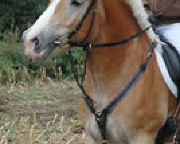 dressage horse Noster 4 (Haflinger, 2001, from Nebos II (3,125% ox))