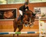 jumper Gringa T (German Warmblood, 2016, from Ggn Grand Pilot)