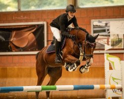 jumper Gringa T (German Warmblood, 2016, from Ggn Grand Pilot)