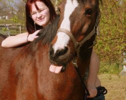 broodmare Nadin (German Riding Pony, 1982, from Nikado)