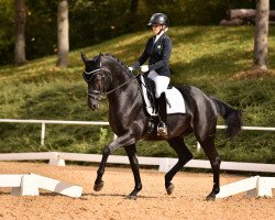 dressage horse Fürst Finn (Oldenburg, 2014, from Finest)