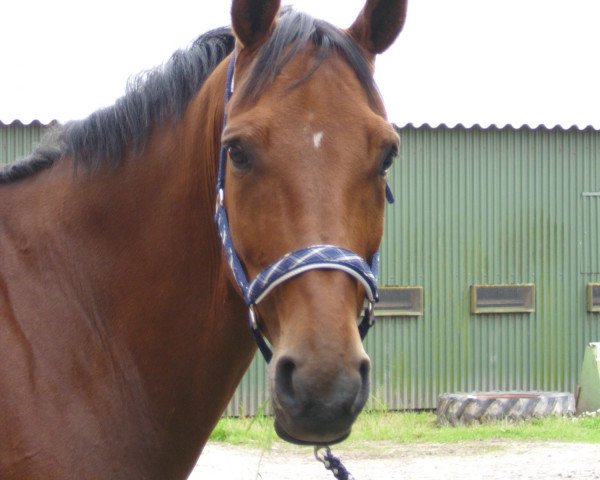 horse Famous Boy 7 (Hanoverian, 1997, from For Joy)