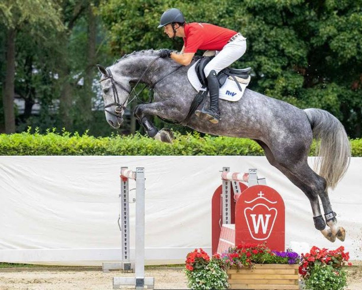 broodmare Cornets Rockett (Westphalian, 2017, from Cornet Obolensky)