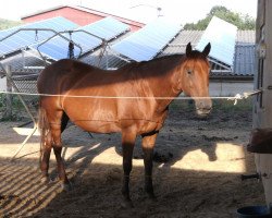 Pferd Quincy S Nicealot (Quarter Horse, 1987, von Quincy Sirwinsalot)