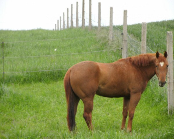 horse Scotch Martini Max (Quarter Horse, 2007, from Cocky Maxwell Power)