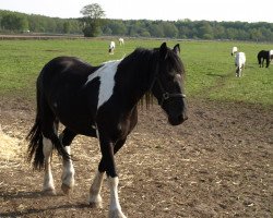 broodmare Rania (Pinto / Small Riding Horse, 2008, from Otje)