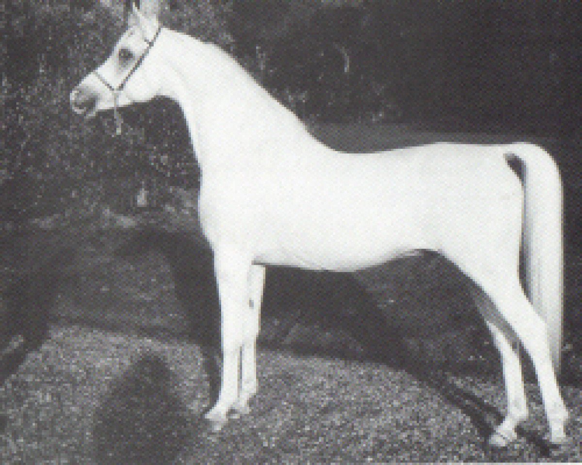 stallion Madour ox (Arabian purebred, 1982, from Madkour I ox)