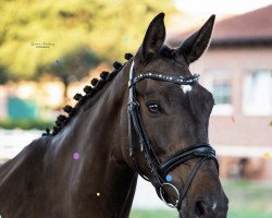 jumper Balous Betty (Westphalian, 2016, from Balous Bellini)