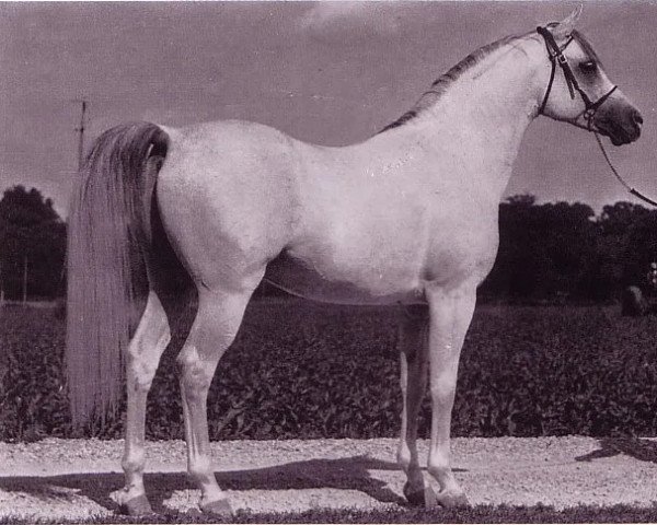 stallion Sinaway ox (Arabian thoroughbred, 1963, from Luzay ox)