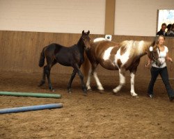 broodmare Rabea (Pinto / Small Riding Horse,  , from Ramiro)