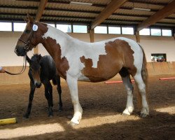 Zuchtstute Lady Romina (Pinto/Kleines Reitpferd, 2001, von Ramiro)