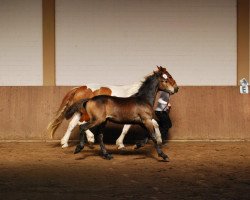 broodmare Olaga (Pinto / Small Riding Horse, 2010, from Otje)