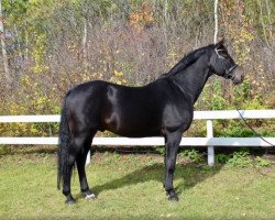 stallion Lampion (Oldenburg show jumper, 2003, from Landor S)