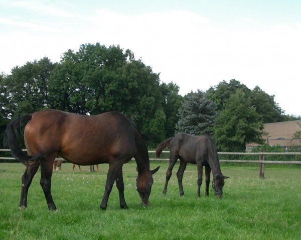 dressage horse Sion (Westphalian, 2007, from Samarant)