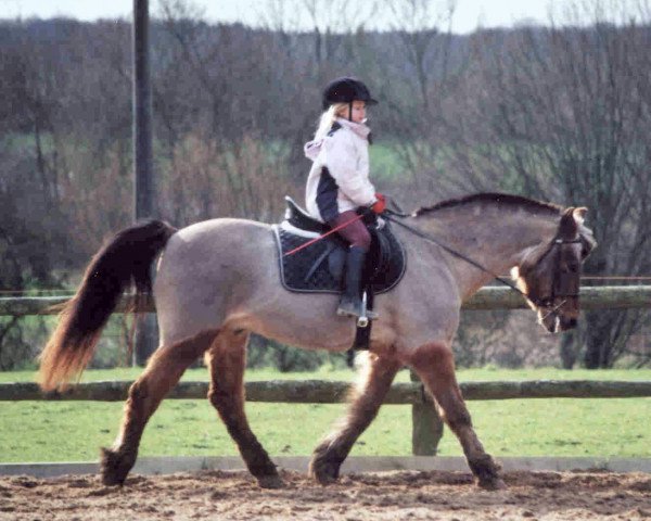 horse Dusty (Welsh Partbred, 1978, from Alafi)