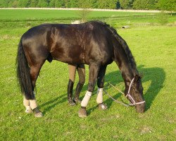 dressage horse Helios le Noir (Hanoverian, 2006, from His Highness)