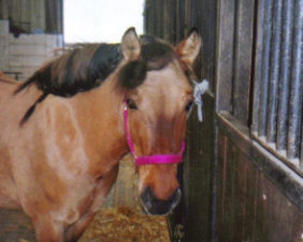 Pferd Cooper Pedi (Highland-Pony, 2000, von Gille-Bhan of C)