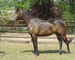 broodmare Ballbonita F (Trakehner, 2008, from Axis TSF)