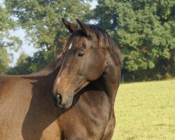 Zuchtstute Ballkaprice F (Trakehner, 1998, von Tolstoi)