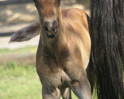 Dressurpferd Ballglanz F (Trakehner, 2011, von Axis TSF)