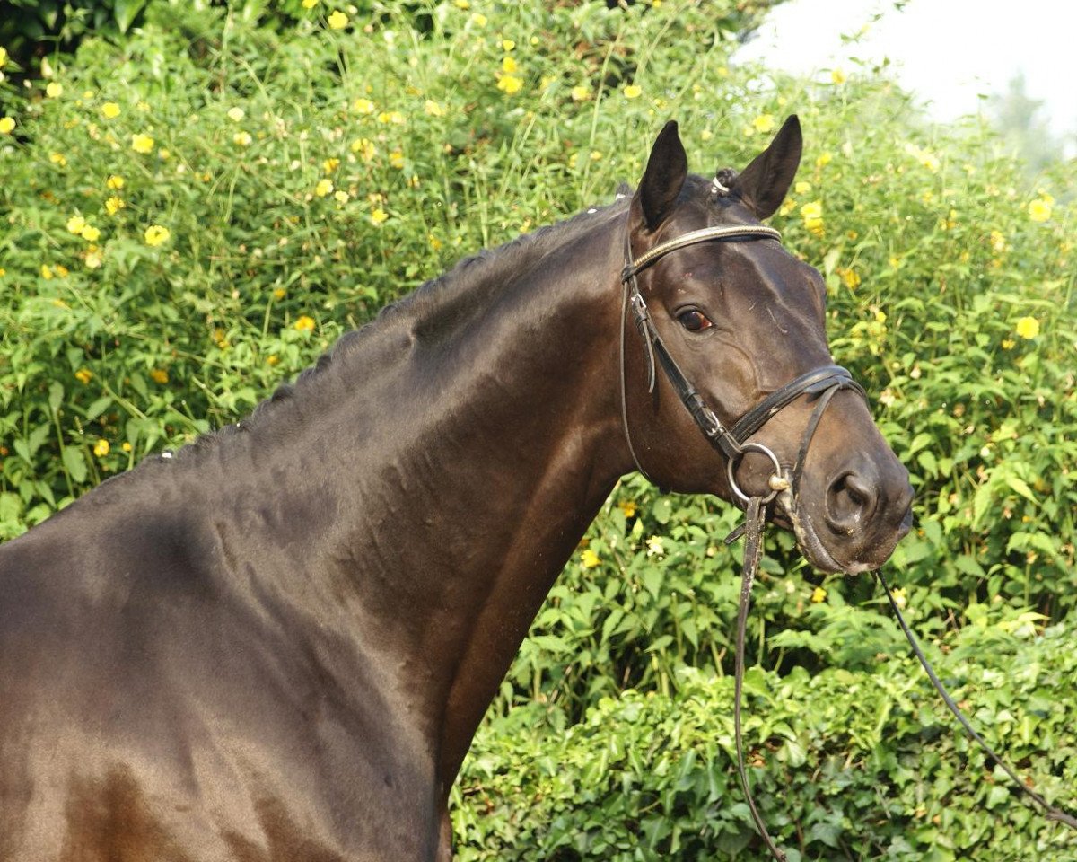 stallion Ballzauber (Trakehner, 2004, from Axis TSF)