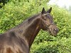 stallion Ballzauber (Trakehner, 2004, from Axis TSF)