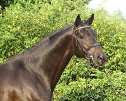 stallion Ballzauber (Trakehner, 2004, from Axis TSF)