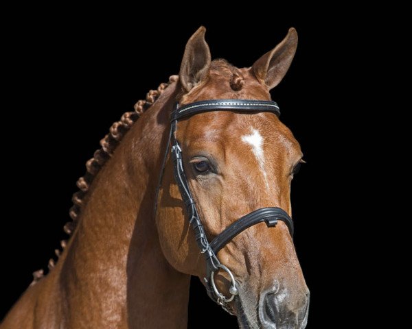 stallion Inaico (KWPN (Royal Dutch Sporthorse), 2013, from Indoctro)