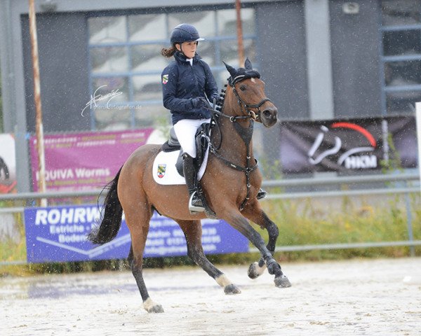 broodmare Melly 27 (German Riding Pony, 2009, from Mentos Junior 2)
