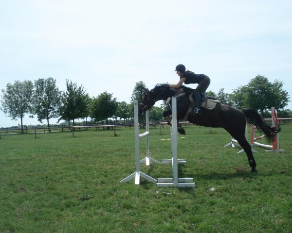 broodmare Crischuna (Bavarian, 1996, from Cossino)