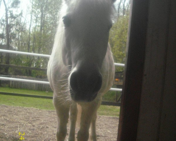 broodmare Sternchen (German Riding Pony, 2005, from Dorado)