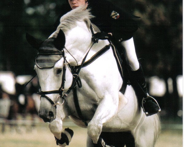 Deckhengst Ernesto (Deutsches Sportpferd, 1997, von Equalon)