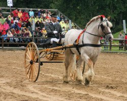 stallion Ulano (Saxon-Thuringian Draughthorse, 1995, from Uwe)