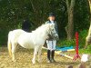 dressage horse Sir Leopold (American Classic Shetler. Pony, 1973)