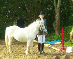 Dressurpferd Sir Leopold (American Classic Shetl. Pony, 1973)