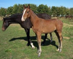 dressage horse Dinero (German Sport Horse, 2008, from D-Online)