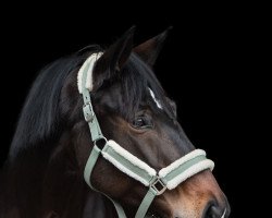 dressage horse Elfenstern CS (Westphalian, 2013, from Ehrenstolz)