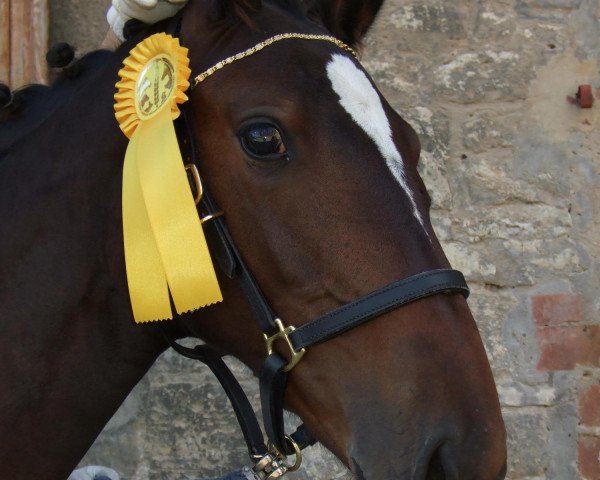 broodmare Levina (German Sport Horse, 2008, from Levkoi)