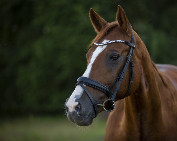 dressage horse Dynamit (German Riding Pony, 2005, from Dirty Dancer)