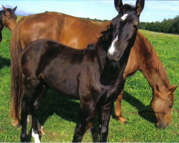 dressage horse Filou (German Sport Horse, 2010, from Dijon)