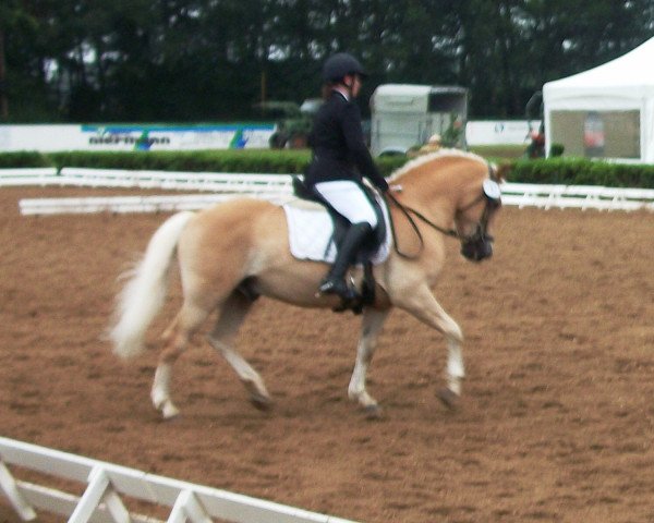 horse Jaque (Haflinger,  )