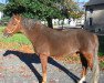 stallion Hulan du Vasset (New Forest Pony, 1995, from Silverlea Redlink)